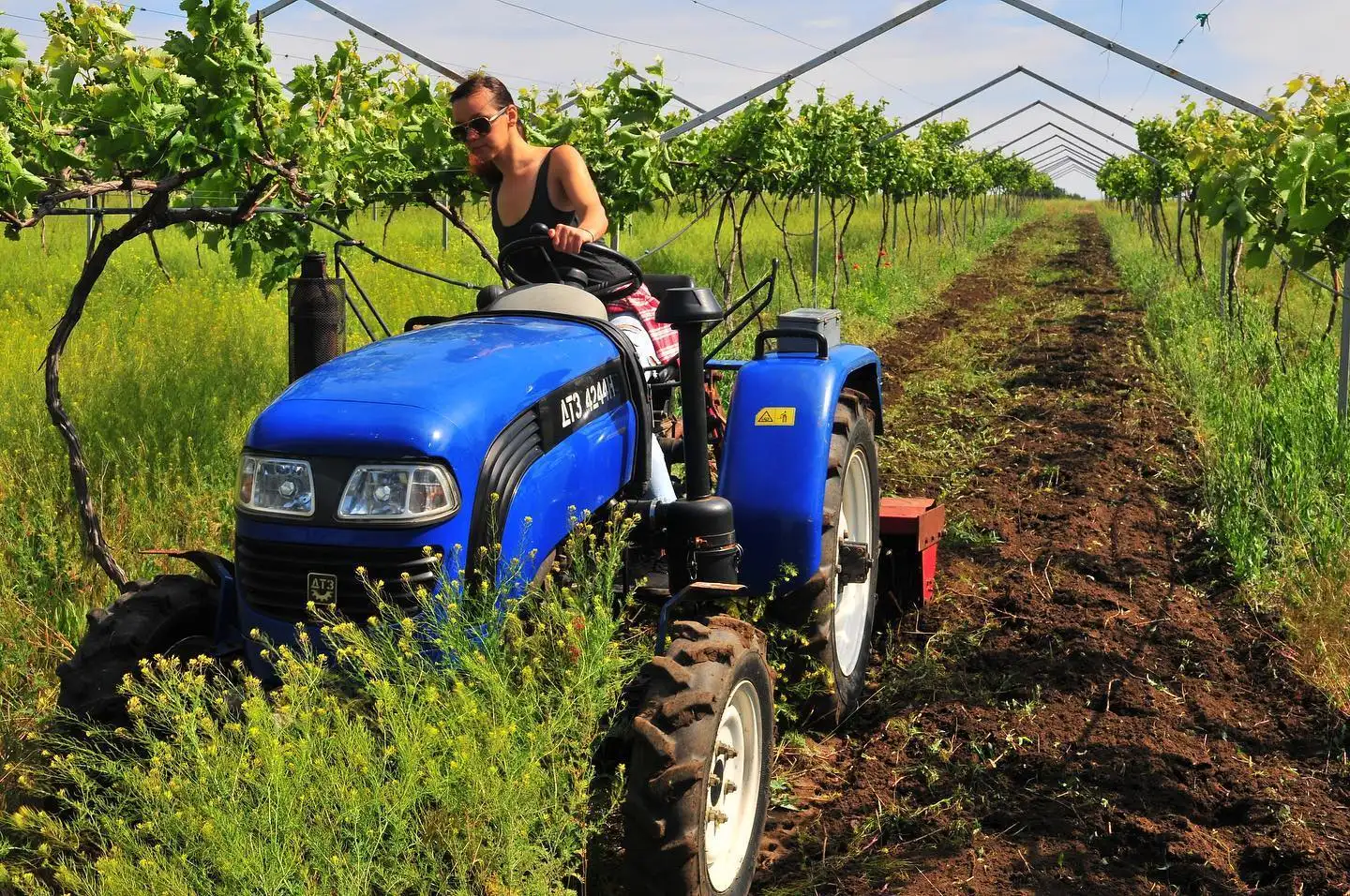 Hut and vineyard
